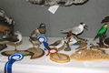 2005-vari